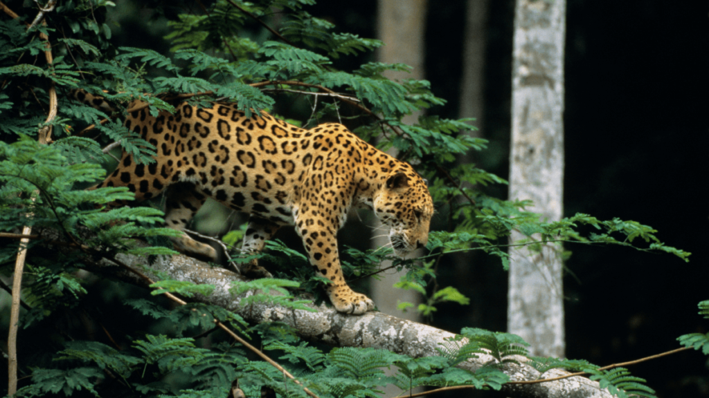 Image of a jaguar perched on a tree branch, surrounded by lush green foliage in a dense forest.