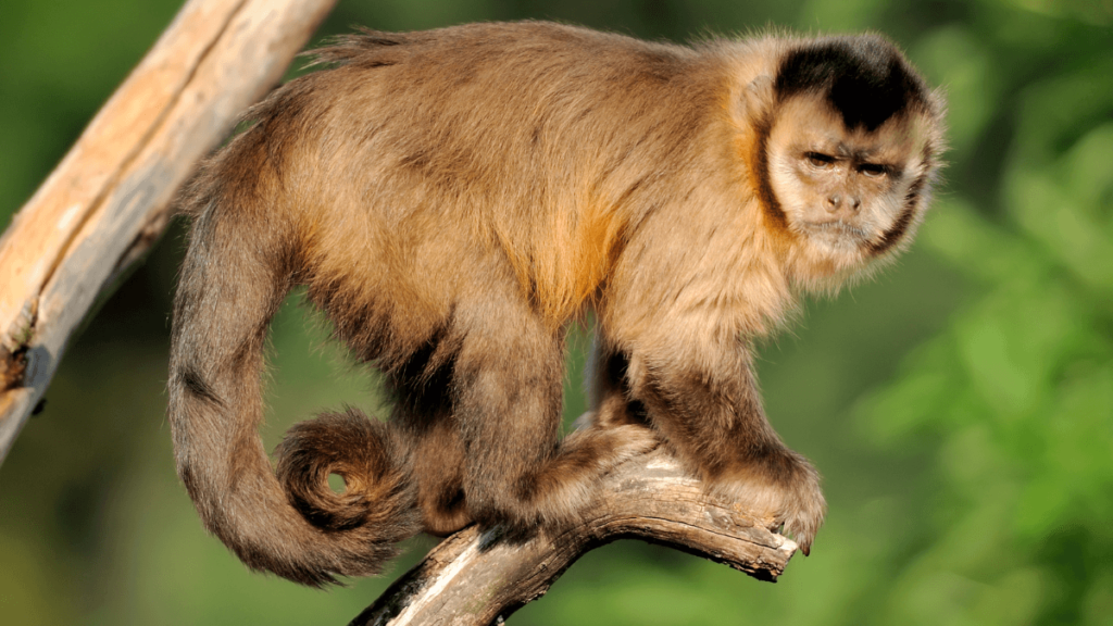 Image of a capuchin monkey, one the most famous Animals from Brazil Amazon Rainforest, with a dark brown coat and lighter brown highlights, sitting on a tree branch