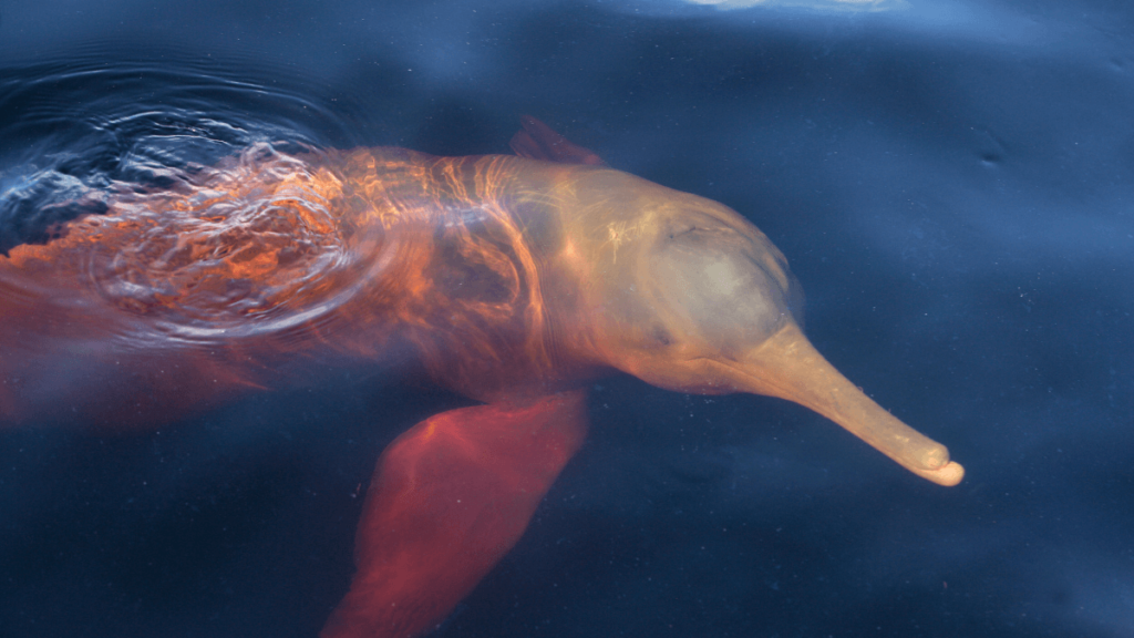 Image of a pink river dolphin swimming underwater with part of its body and tail visible above the water's surface.