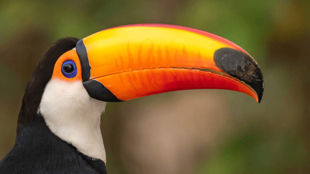 Image of a Toco toucan with a striking large orange beak, black and white plumage, and piercing blue eyes.