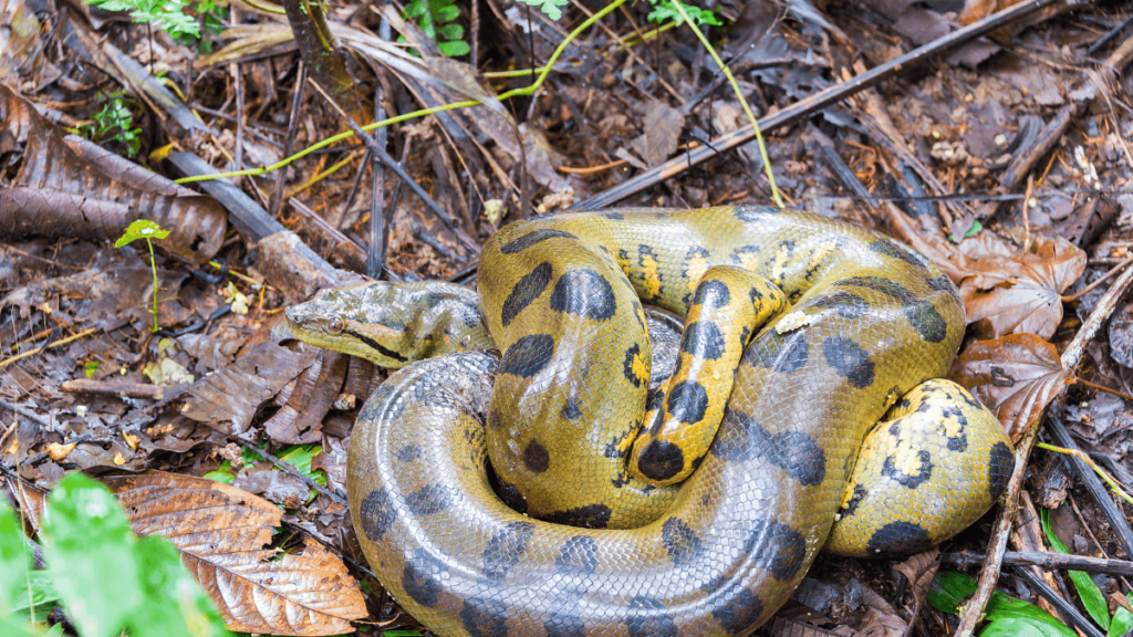 mage of a yellow and black Anaconda coiled amongst the leaf litter on the forest floor