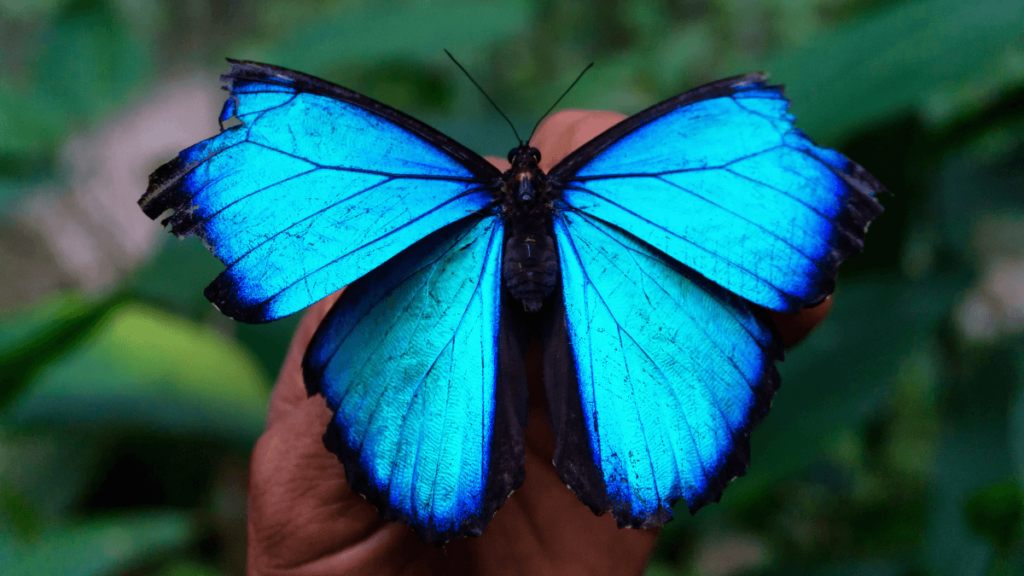Image of a vibrant blue morpho butterfly with wings spread, resting on a human hand.