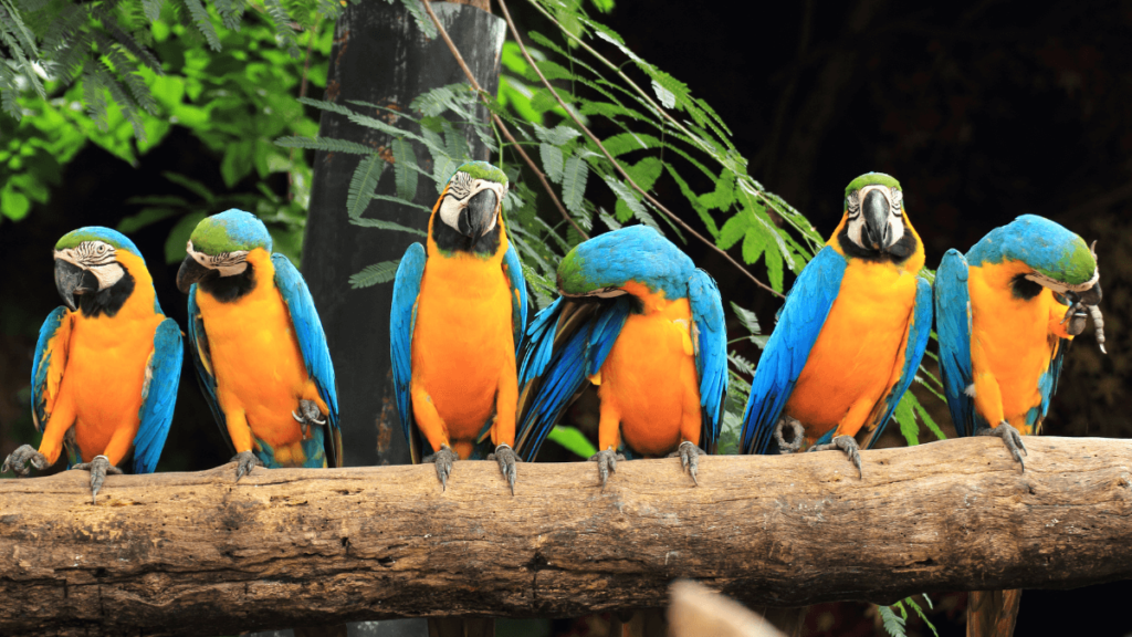 Image of a group of five blue-and-yellow macaws, an Animal from Brazil Amazon Rainforest, perched side by side on a wooden branch, with lush green vegetation in the background. Some of the macaws are looking directly at the viewer, while others are preening or looking away.