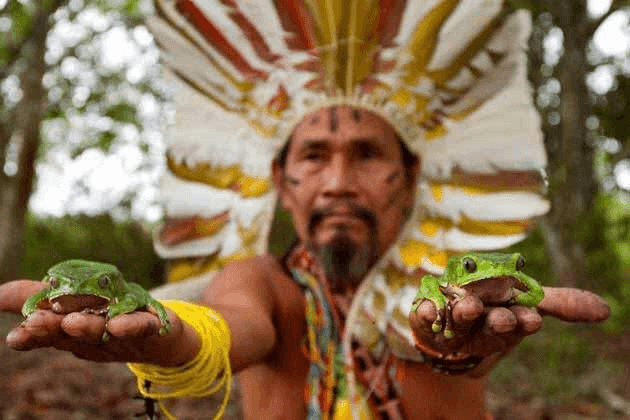 An Indigenous shaman with elaborate feather headdress, holding two green frogs in his outstretched hands, symbolizing the use of natural elements in shamanic practices.