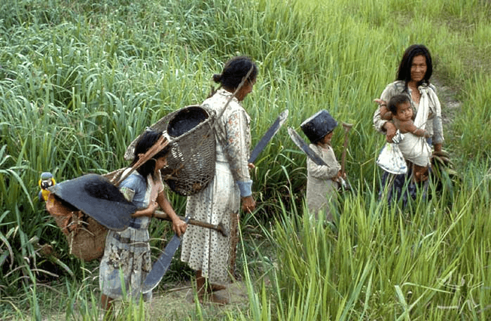 A group of Ticuna women, the largest Amazon Rainforest Tribe, and children in traditional dress, harvesting crops with large baskets and tools in a lush field.