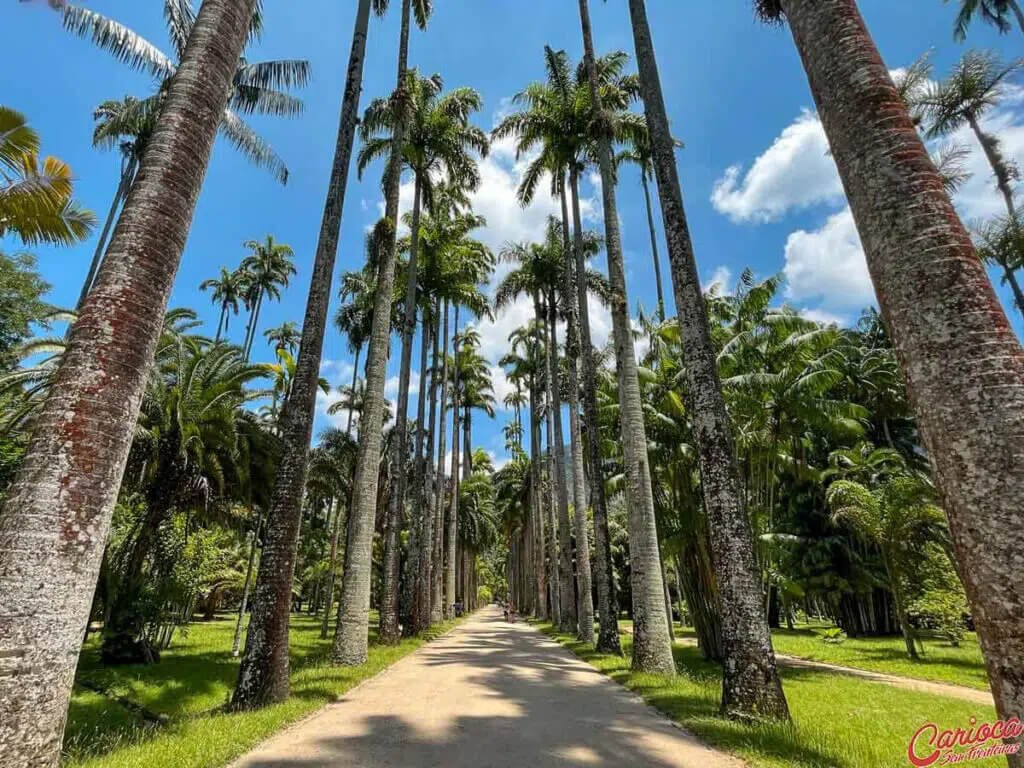 A path lined with towering imperial palm trees at the Botanical Garden in Rio de Janeiro, surrounded by lush greenery. A serene and beautiful place for nature lovers.